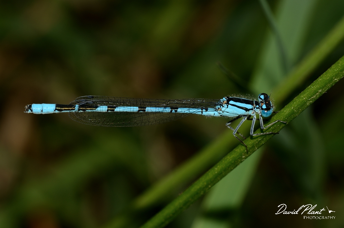 David Plant Photography - Wildlife Photography - Common blue damselfly - B.jpg - Common blue damselfly - Suffolk